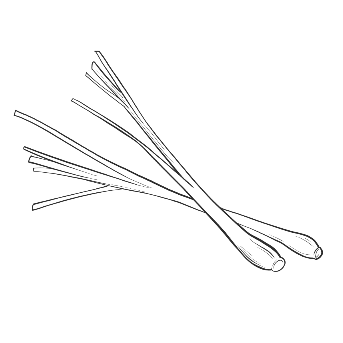 Zitronengras = Lemongras