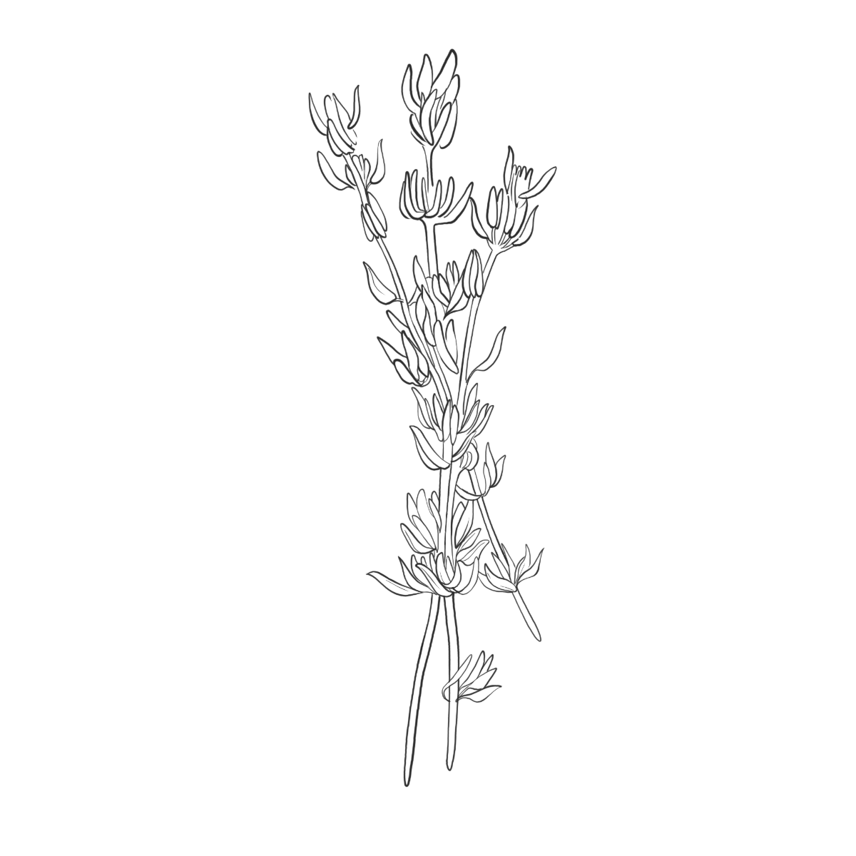 Thymian